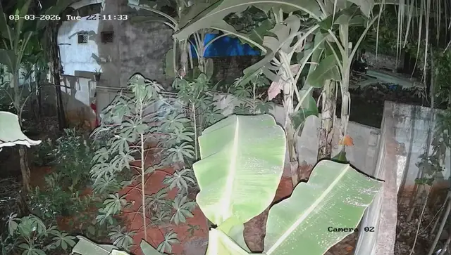 Night CCTV footage of a garden with banana plants along a boundary wall