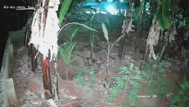 Night CCTV footage of a backyard with plants